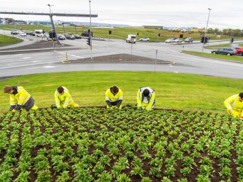 Ungmenni við garðyrkjustörf við Hringbraut