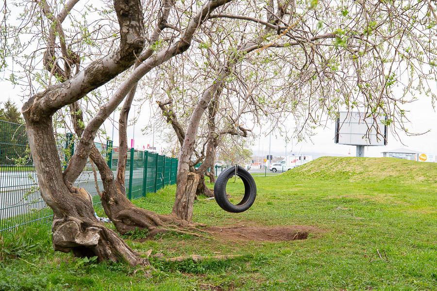 A tire swing hanging from a tree. Grass area.
